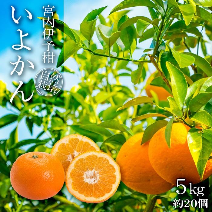 宮内伊予柑 いよかん 5kg(約20個) 自然栽培 【先行予約 2026年1月中旬ごろ発送】 | 伊予柑 ミカン 柑橘 みかん 期間限定 フルーツ 果物 果実 愛媛県産 愛媛 松山 農薬不使用 5kg ¥10,000