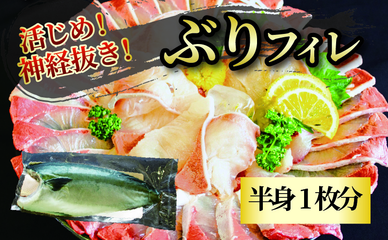 活じめ！神経抜き！ぶりフィレ半身1枚 鮮魚 刺身 お刺身 お刺し身 魚介 海の幸 冷蔵 ブリ 鰤 ぶり 愛媛県 松山市 半身1枚
