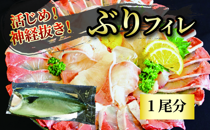 活じめ！神経抜き！ぶりフィレ1尾 鮮魚 刺身 お刺身 お刺し身 魚介 海の幸 冷蔵 ブリ 鰤 ぶり 愛媛県 松山市 1尾分