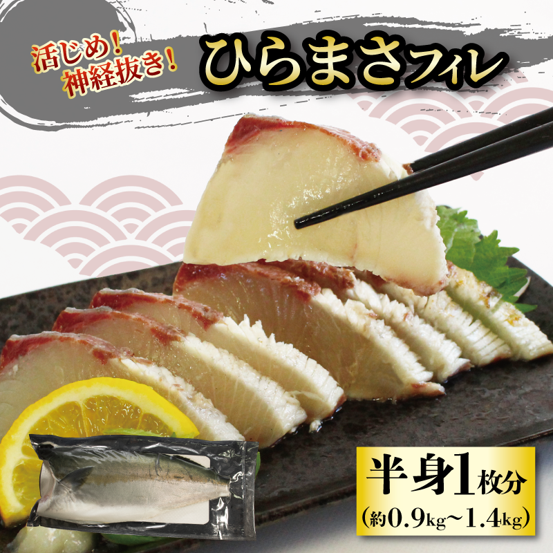 活じめ！神経抜き！ひらまさフィレ半身1枚 鮮魚 刺身 お刺身 お刺し身 魚介 海の幸 冷蔵 ひらまさ ヒラマサ 愛媛県 松山市 半身1枚