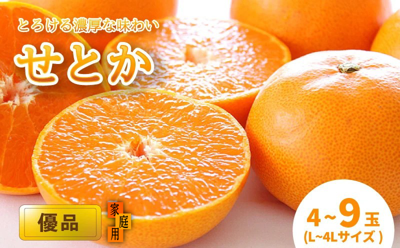 【2月中旬から発送】 せとか 家庭用(優品)（L～4L / 4～9玉）| せとか せとか せとか せとか せとか せとか
