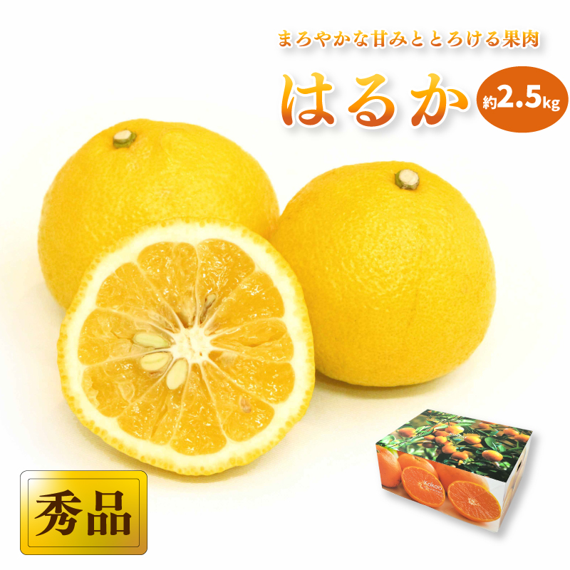 【先行予約】【2026年2月中旬から発送予定】はるか ＜秀品＞ 2.5kg (M-Lサイズ) ギフトBOX入り | みかん はるか 秀品 はるか 柑橘 贈答箱 愛媛県 松山市 ココオ Koko'o