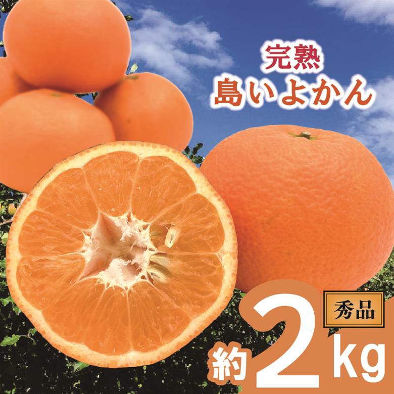 【先行予約】 完熟島いよかん (秀品・ギフトBOX入) 約2kg | いよかん 伊予柑 柑橘 みかん 蜜柑 mikan 檸檬 オレンジ おれんじ かんきつ 【2026年2月上旬頃から発送予定】 愛媛県 松山市 ココオ Koko'o (秀品･ギフトBOX入) 約2kg