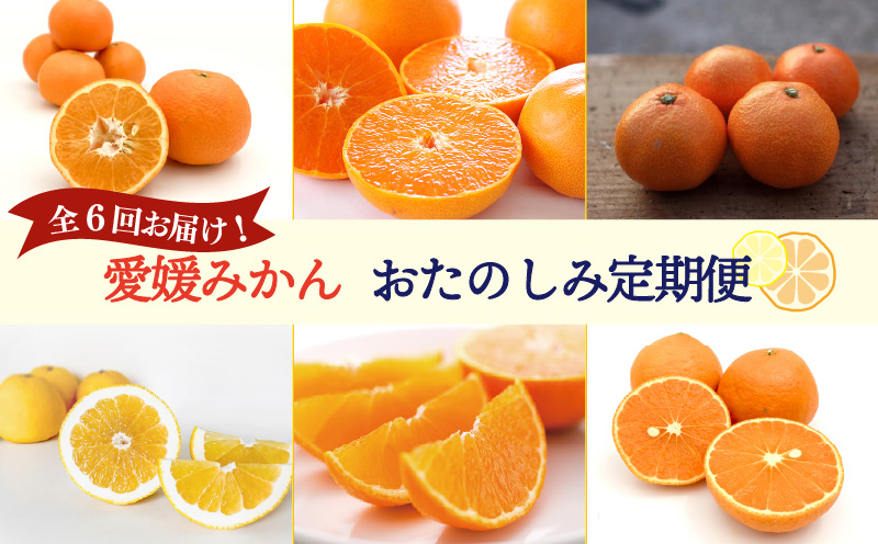 【紅まどんな 入り！】愛媛みかんおたのしみ定期便 【全6回】 | 紅マドンナ 温州みかん 石地みかん せとか いよかん 完熟島いよかん カラマンダリン 河内晩柑 まどんな 柑橘 みかん 蜜柑 mikan 檸檬 オレンジ おれんじ かんきつ  愛媛県 松山市 ココオ Koko'o