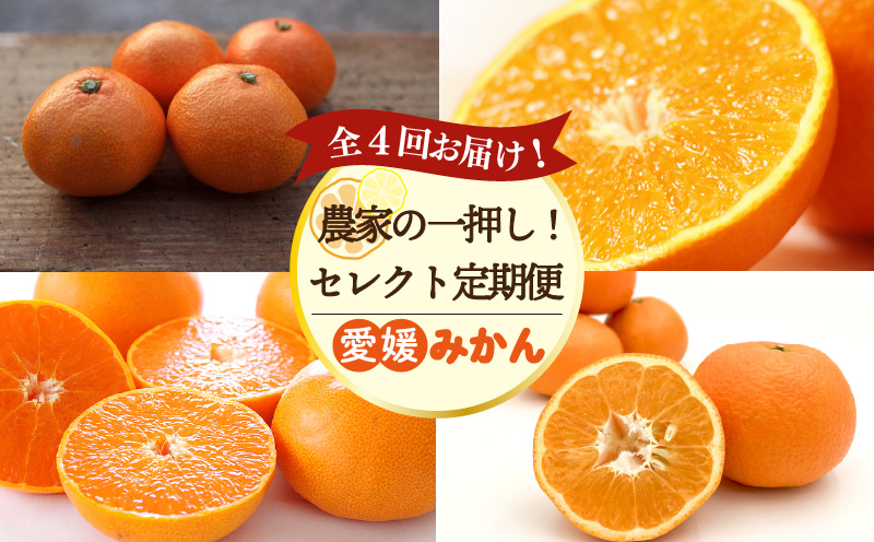 【全4回定期便】 農家の一押し！ セレクト定期便 | 愛果28号 石地みかん せとか 完熟島いよかん 温州みかん セット ていきびん 定期便 紅まどんな 紅マドンナ 同品種 あいか 柑橘 みかん 蜜柑 mikan かんきつ  愛媛県 松山市 ココオ Koko'o
