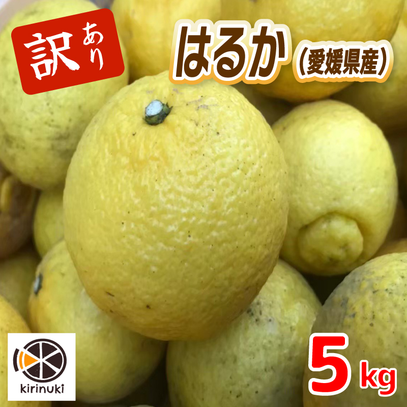 【1月中旬から発送予定】はるか 5キロ（ 訳あり ） 訳あり はるか 5キロ