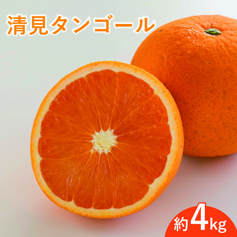 <先行予約3月下旬頃より発送予定>【訳あり】 みかん 柑橘 清見タンゴール 約4kg | 柑橘 みかん 果物 フルーツ おすすめ 人気 ジューシー オレンジ 果実 愛媛 松山 送料無料 約4kg