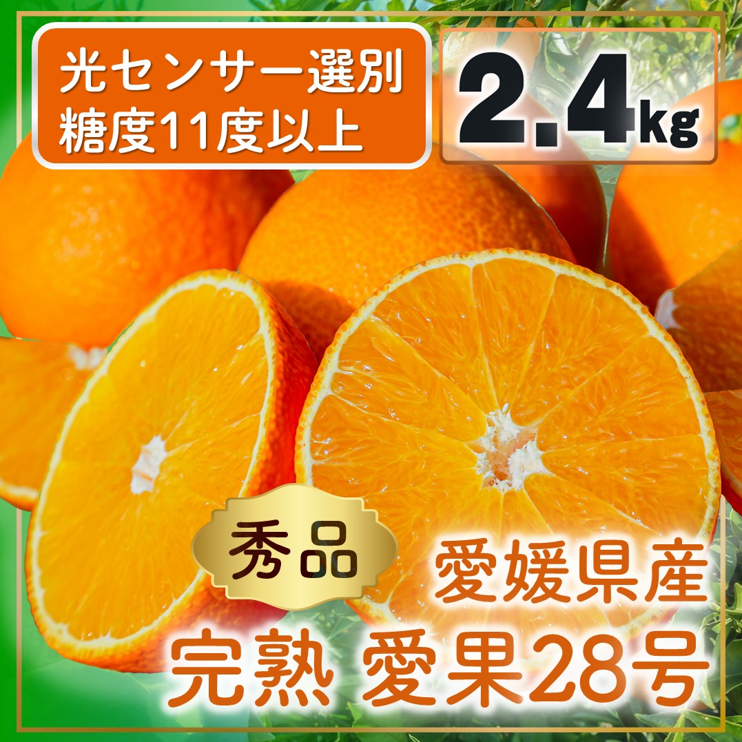 完熟 愛果28号 (紅まどんな と同品種) 秀品 2.4kg (8～15個) 光センサー選別 糖度11度以上 【11月下旬～12月下旬頃発送】 柑橘 果物 フルーツ あいか 愛果 みかん まどんな 松山市 愛媛県