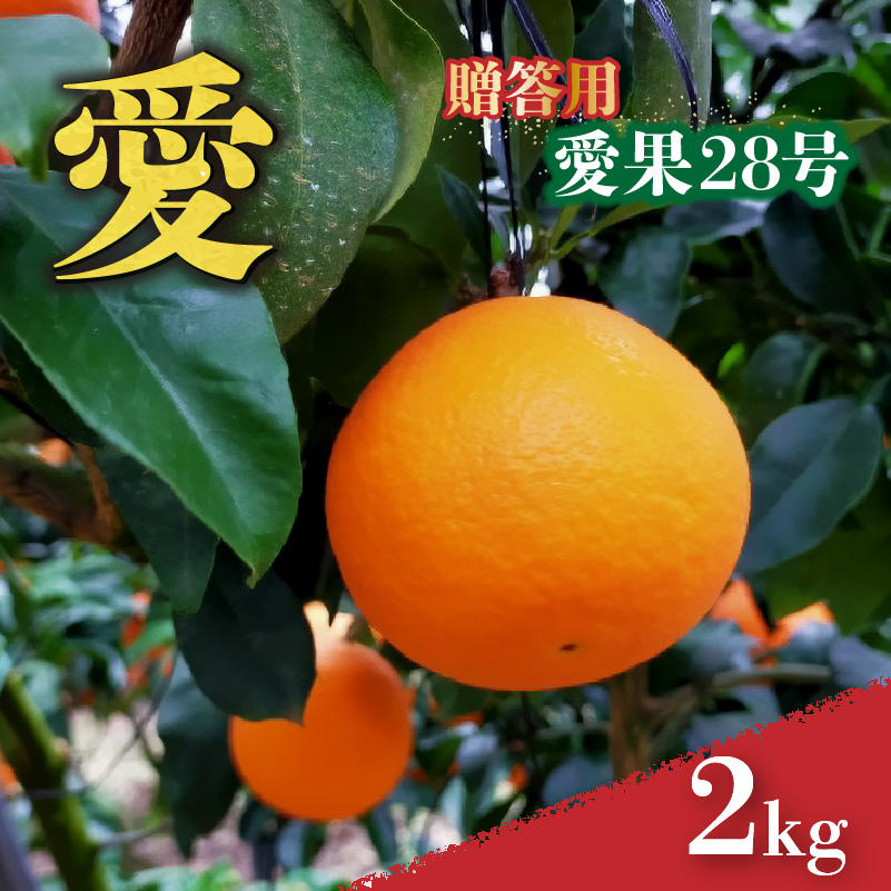 愛媛 みかん 愛果28号 贈答用 2kg あいか 【先行予約 2025年12月上旬から発送】 |  紅まどんな と同品種 柑橘 みかん まどんな 柑橘 みかん 果物  おすすめ 高級 人気 お取り寄せ グルメ ギフト ご当地 送料無料 愛媛県 松山市 贈答用 2kg