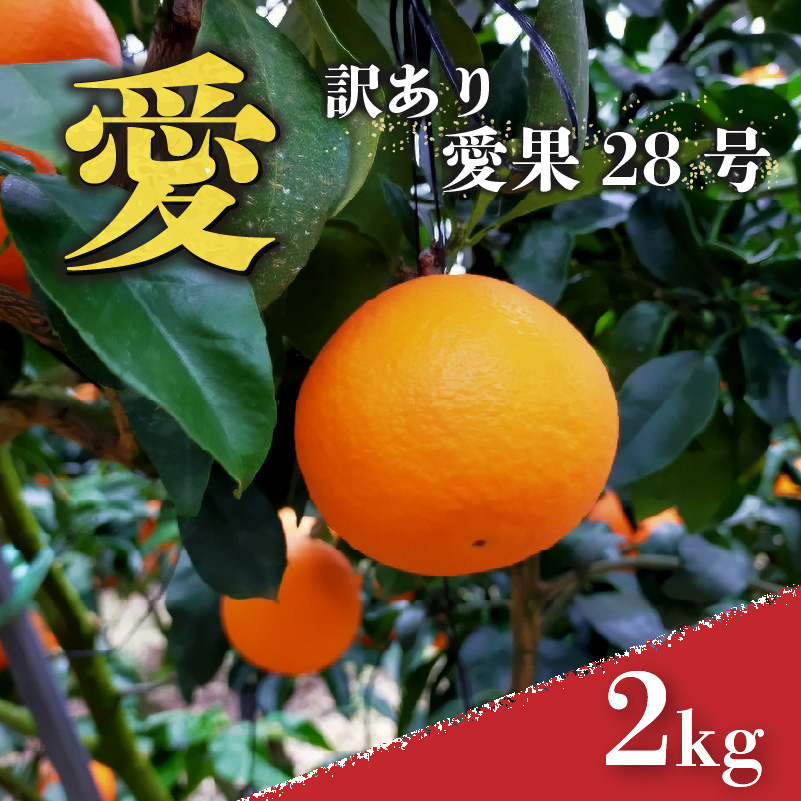 愛媛 みかん 愛果28号 訳あり ご家庭用 2kg あいか 【先行予約 2025年12月上旬から発送】 |  紅まどんな と同品種 柑橘 みかん まどんな ワケアリ 柑橘 みかん 果物  おすすめ 高級 人気 お取り寄せ グルメ ギフト ご当地 送料無料 愛媛県 松山市 訳あり 家庭用 2kg