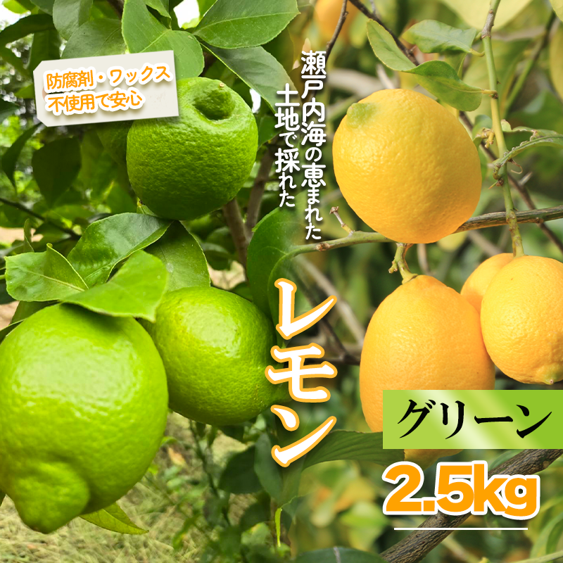 【2025年10月より順次発送】グリーンレモン 約2.5kg ｜果物 くだもの フルーツ レモン れもん 檸檬 柑橘 防腐剤不使用 ワックス不使用 グリーンレモン ぐりーんれもん 国産 愛媛県産 国産レモン グリーンレモン 約2.5kg