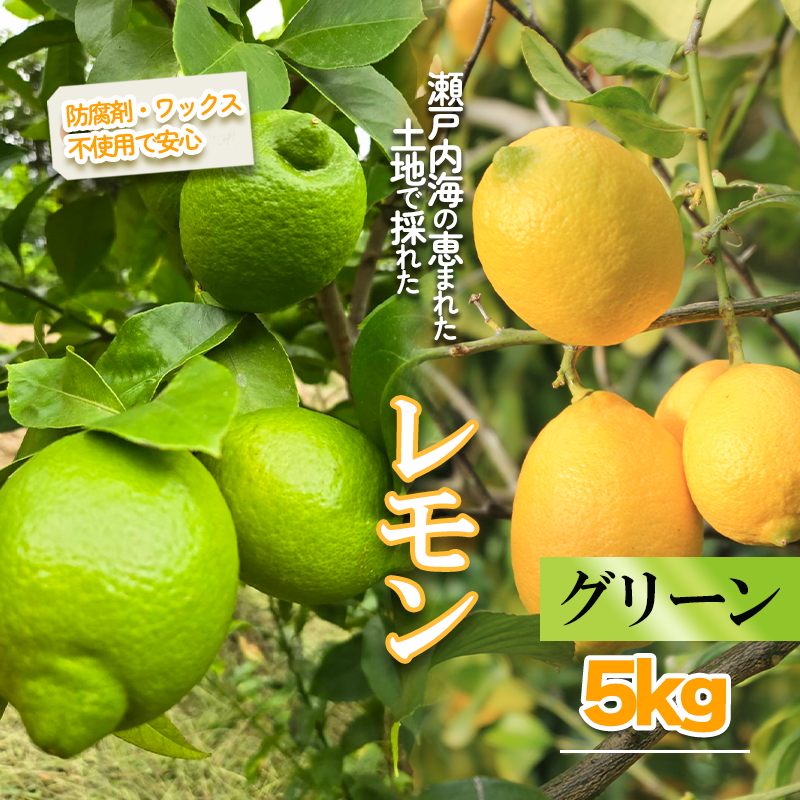 【2025年10月より順次発送】グリーンレモン 約5kg ｜果物 くだもの フルーツ レモン れもん 檸檬 柑橘 防腐剤不使用 ワックス不使用 グリーンレモン ぐりーんれもん 国産 愛媛県産 国産レモン グリーンレモン 約5kg