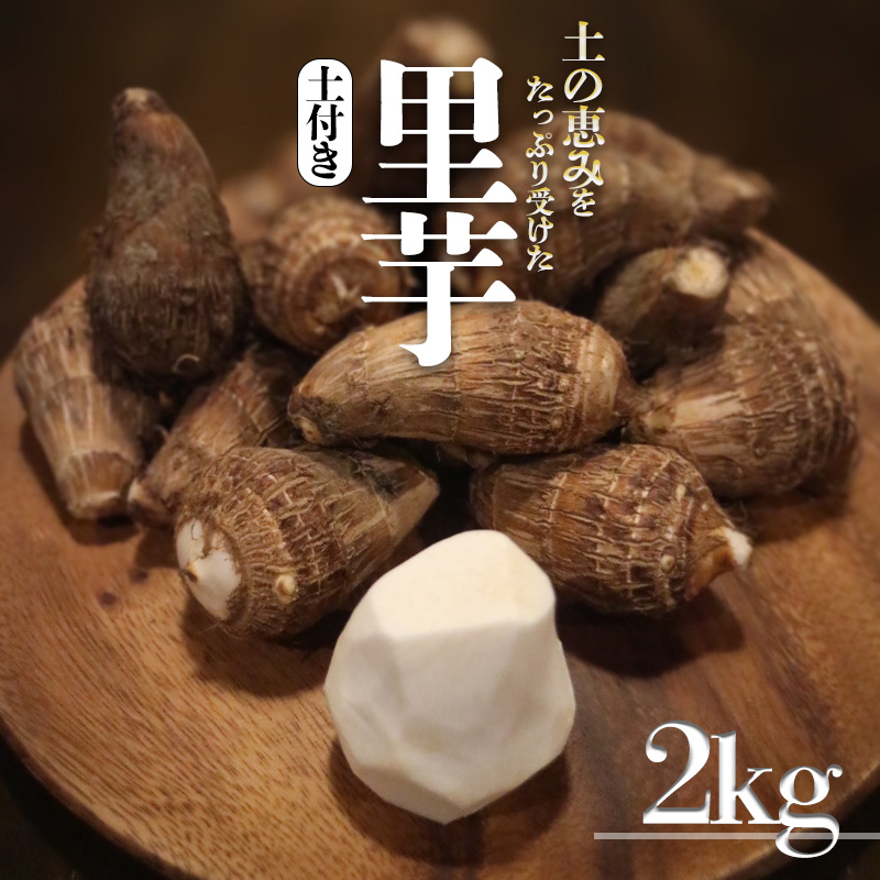 里芋(愛媛農試V2号) 2kg | 期間限定 さといも 里芋 サトイモ 国産 愛媛県産 ブランド えひめ 松山市 松山市ふるさと納税返礼品 2kg