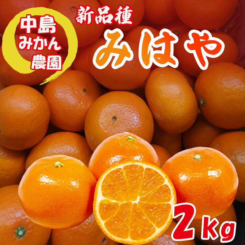 みはや 家庭用2kg 新品種 紅いダイヤ 愛媛中島産 2kg