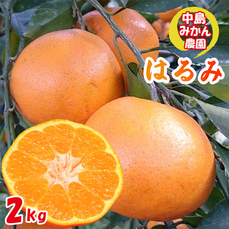 【2026年3月から発送】 はるみ 小玉 2kg | 柑橘 みかん 愛媛 松山 2kg ¥7,000