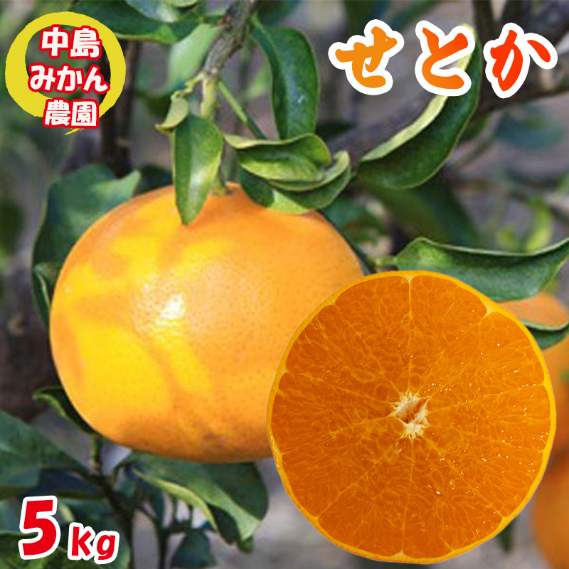 【2026年3月から発送】 せとか 小玉 5kg | 先行予約 みかん 蜜柑 柑橘 高級 小粒 わけあり 訳あり 甘い みかん 柑橘 愛媛 糖度 せとか 愛媛 松山 5kg ¥18,000
