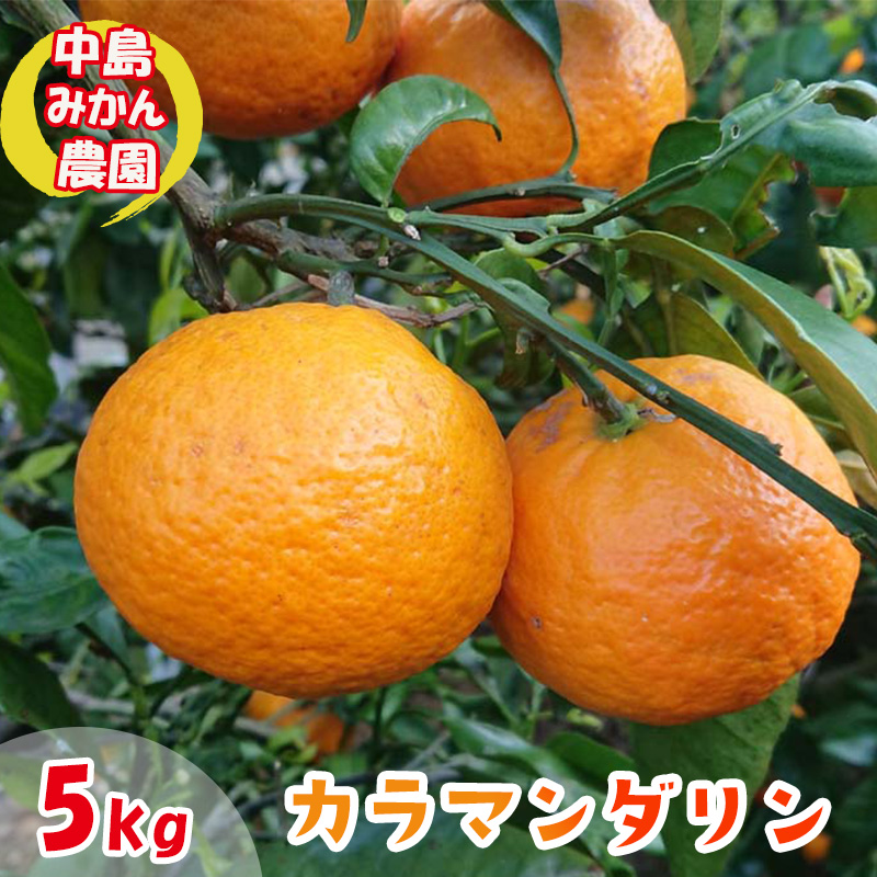 【2026年5月から発送】カラマンダリン 家庭用  約5kg ｜みかん 蜜柑 旬 わけあり 訳あり 甘い 柑橘 果物 フルーツ 糖度 愛媛 松山 5kg ¥18,000