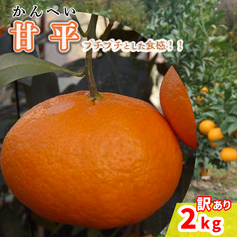 【2026年2月から発送予定】甘平 訳あり 2kg 愛媛県 中島産 | カンペイ 家庭用 先行予約 高級 蜜柑 ミカン みかん 甘い 皮 むきやすい 柑橘  糖度 人気 お取り寄せ  期間 数量 限定 愛媛 松山 2kg