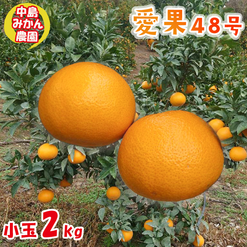 【2026年3月から発送予定】 愛果48号 小玉 2kg 愛媛県 中島産 |あいか 家庭用 先行予約 高級 蜜柑 ミカン みかん ジューシー 甘い  柑橘  人気 お取り寄せ  期間 数量 限定 愛媛 松山