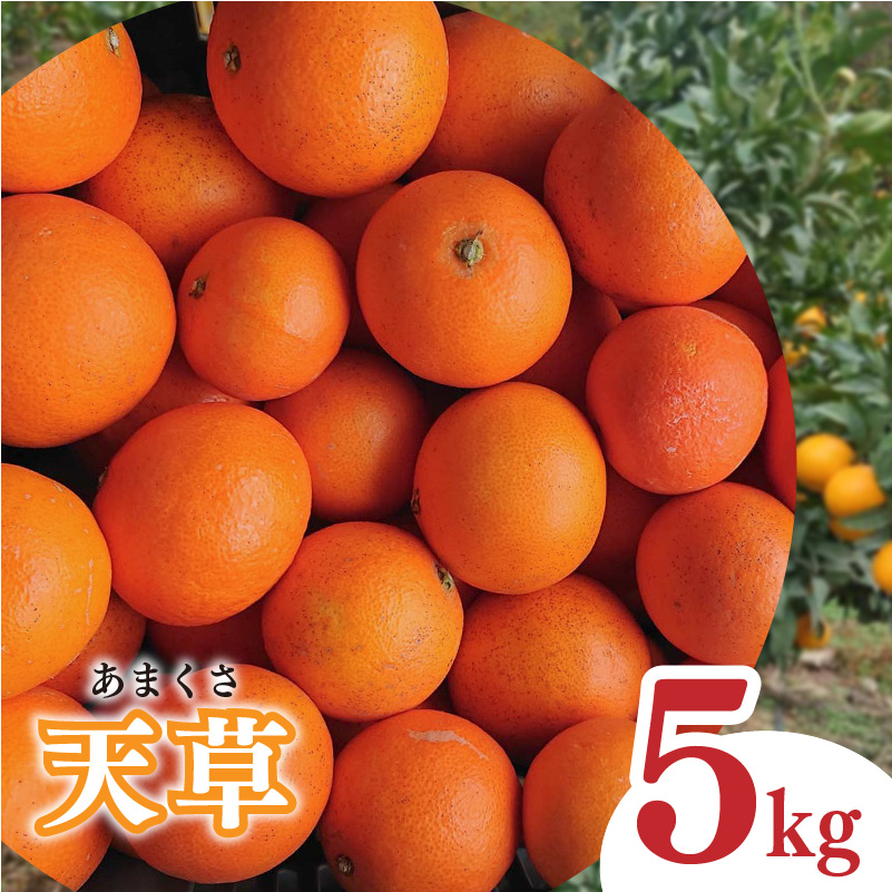 【2026年1月下旬から発送予定】天草 小玉 5kg 愛媛県 中島産 5kg ¥14,000