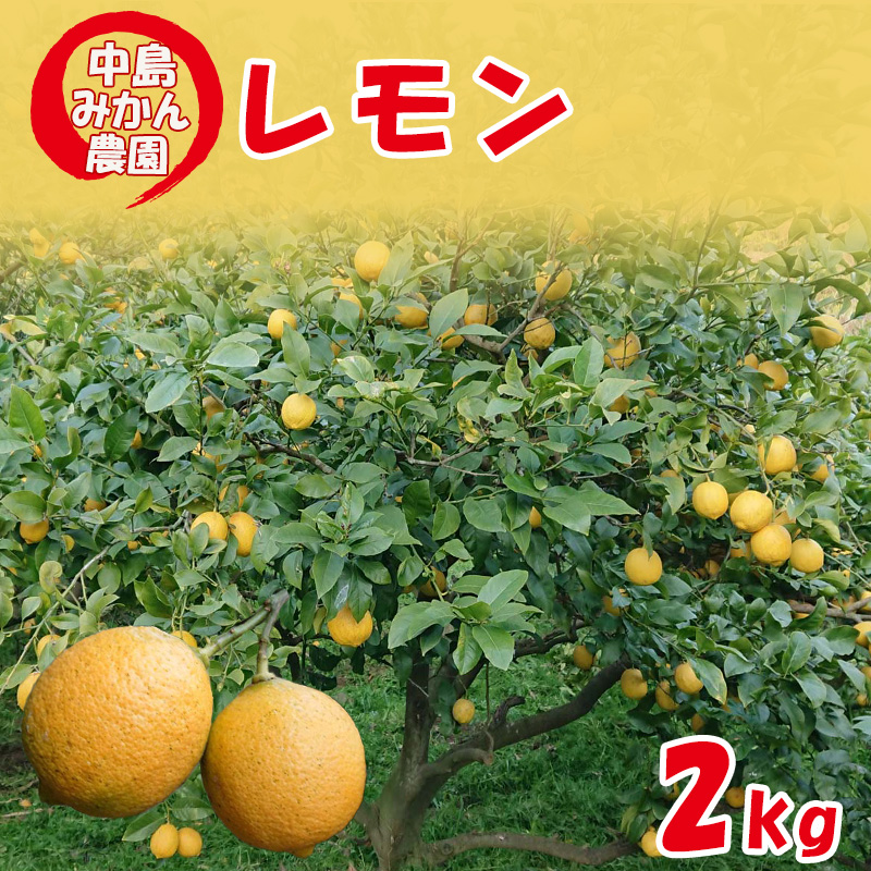 【2025年10月から発送】レモン 約2kg ｜ 柑橘 訳あり レモン 先行予約 レモン 檸檬 レモン フルーツ レモン 愛媛県産 レモン ビタミン レモンサワー ジュース チューハイ レモン 国産 愛媛県産 はちみつ漬け レモン レモネード 柑橘 国産レモン 選べる 容量 レモン 愛媛 松山 約2kg ¥7,000