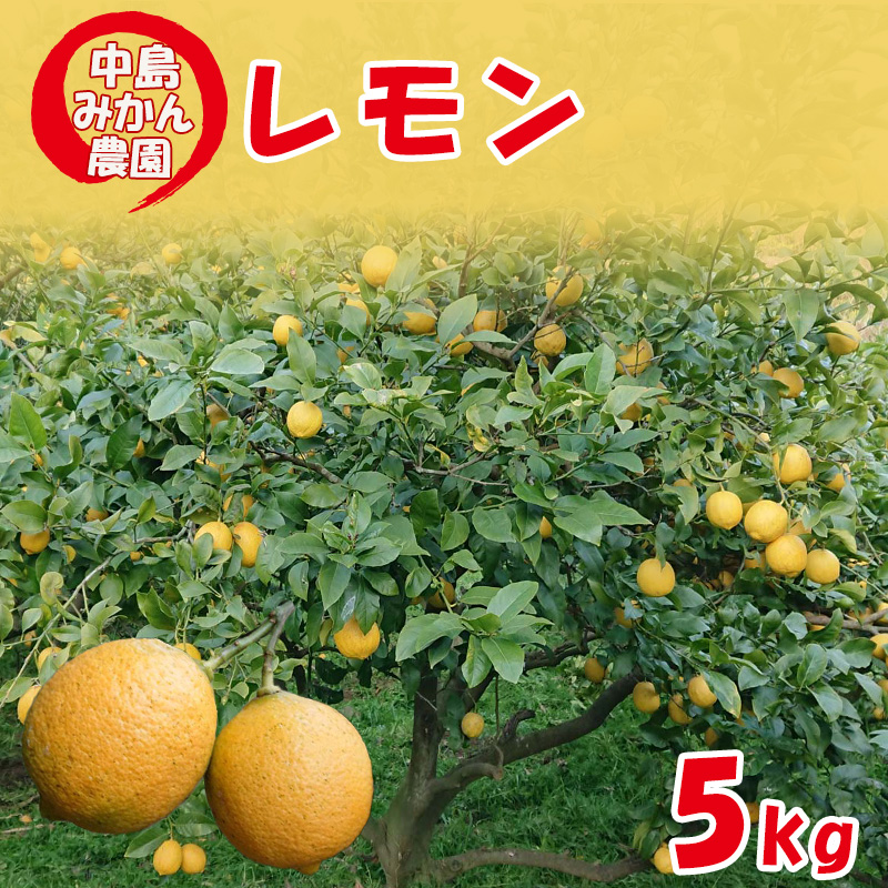 【2025年10月から発送】レモン約5kg ｜ 柑橘 訳あり レモン 先行予約 レモン 檸檬 レモン フルーツ レモン 愛媛県産 レモン ビタミン レモンサワー ジュース チューハイ レモン 国産 愛媛県産 はちみつ漬け レモン レモネード 柑橘 国産レモン 選べる 容量 レモン 愛媛 松山 約5kg ¥12,000