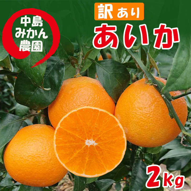 【2025年12月から順次発送】 愛果28号 訳あり 2kg ｜ 紅まどんな と同品種 みかん 愛果 蜜柑 松山市産みかん 柑橘 ミカン 蜜柑 みかん 果物 オススメみかん フルーツ あいか みかん 松山 愛媛 人気のみかん 2kg