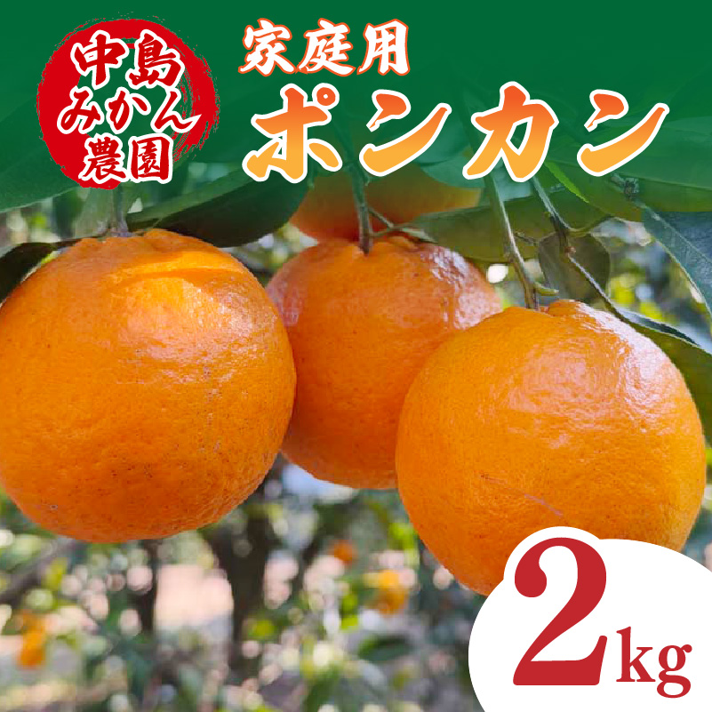 【2026年1月中旬から順次発送】ポンカン 家庭用 2kg ｜ ポンカン みかん 柑橘 蜜柑 松山市産みかん 柑橘 ミカン 蜜柑 みかん 果物 オススメみかん フルーツ みかん 松山 愛媛 人気のみかん 2kg ¥5,000