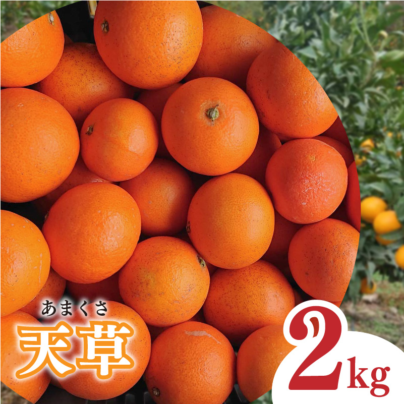 【2026年1月下旬から発送予定】天草 小玉 2kg 愛媛県 中島産 2kg ¥6,000