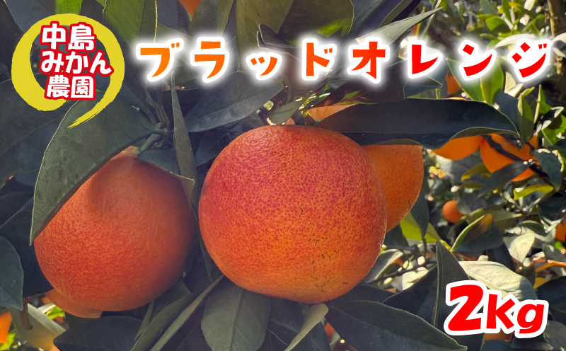 【2026年2月中旬頃から発送】 ブラッドオレンジ  2kg 家庭用 | ブラッドオレンジ 国産 柑橘 愛媛 訳あり 家庭用 フルーツ 甘酸っぱい 赤い果肉 タロッコ モロ ジュース 愛媛 松山 中島みかん農園 2kg