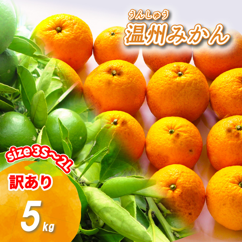【2025年11月上旬から順次発送】訳あり 温州みかん 5kg 数量選択可 | みかん ミカン 蜜柑 南柑20号 みかん 数量限定 みかん 愛媛県産 みかん 松山市 みかん 中島 みかん 温州みかん みかん 蜜柑 温州みかん ミカン みかん 旬 温州みかん 5kg ¥6,000