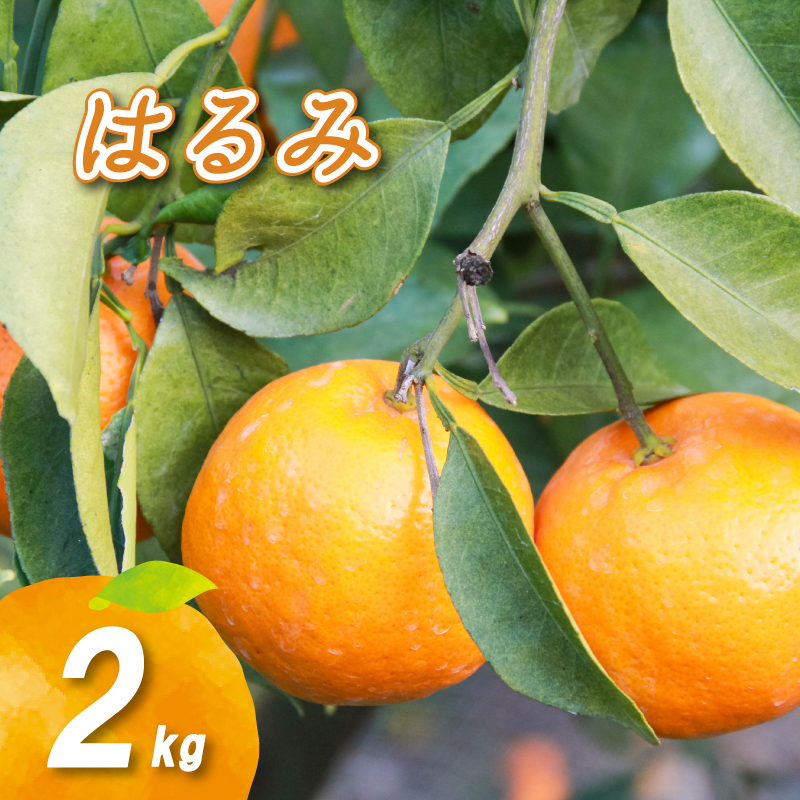 【1月下旬より発送】低農薬栽培はるみ 2kg はるみ 2kg