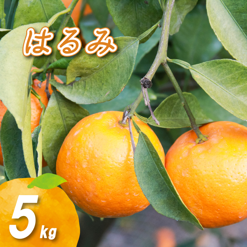 【1月下旬より発送】低農薬栽培はるみ 5kg はるみ 5kg