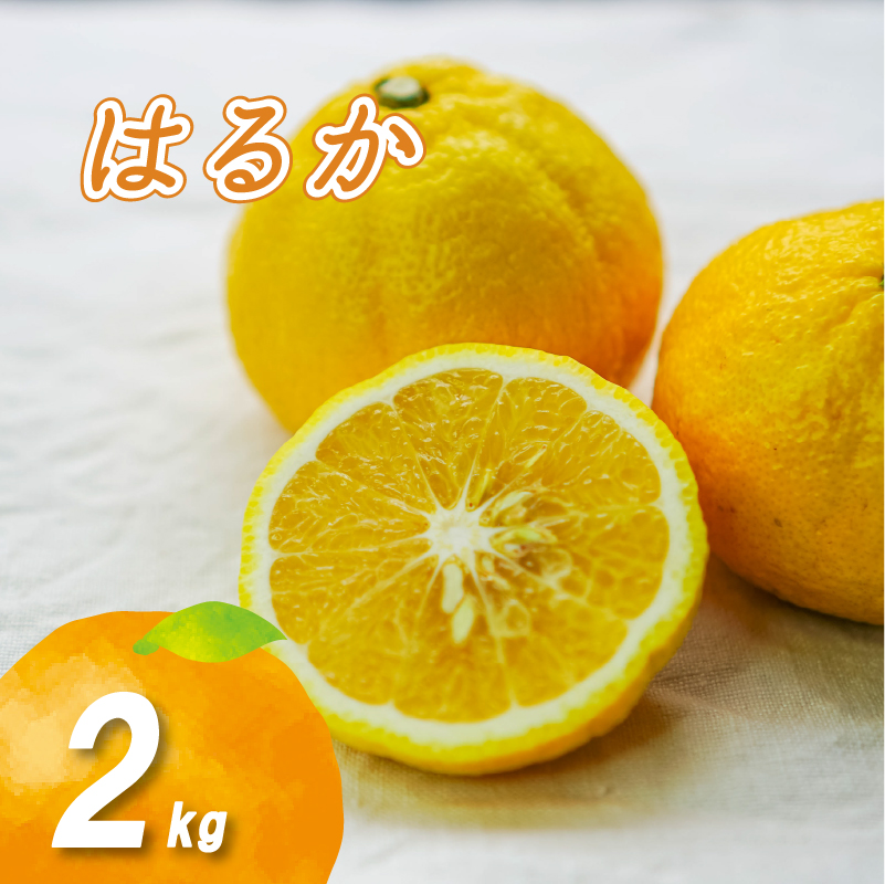 【2月上旬より発送】はるか 2kg はるか 2kg