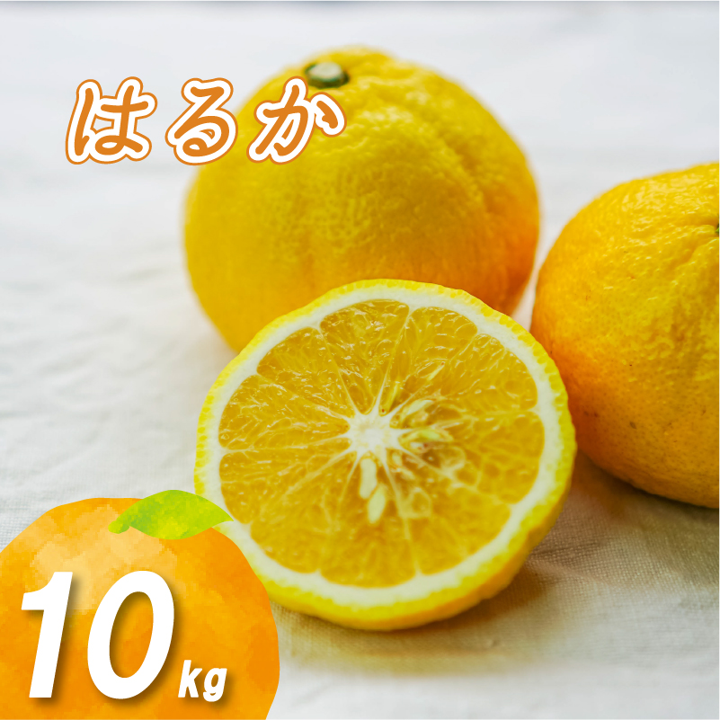 【2月上旬より発送】はるか 10kg はるか 10kg