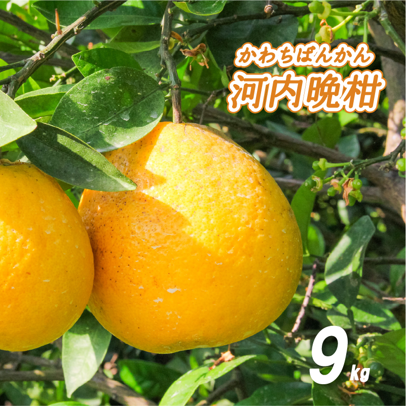 【5月中旬より発送】 低農薬栽培 河内晩柑 9kg 河内晩柑 9kg(5月中旬から6月中旬 常温配送)
