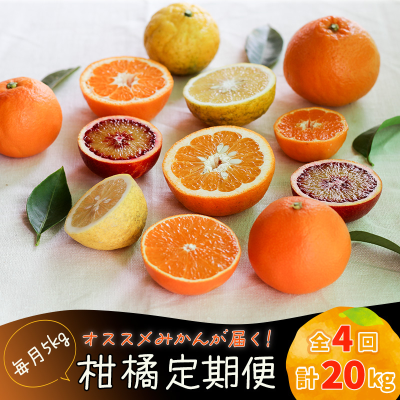 【12月から発送】柑橘定期便 全4回 5kg × 4回 計20kg 品種おまかせ | 家庭用 みかん 温州 蜜柑 ミカン 果物 フルーツ 定期便 旬 季節限定 数量限定 NPO法人農音 愛媛県 松山市 中島 農音 5kg×4回 ¥50,000