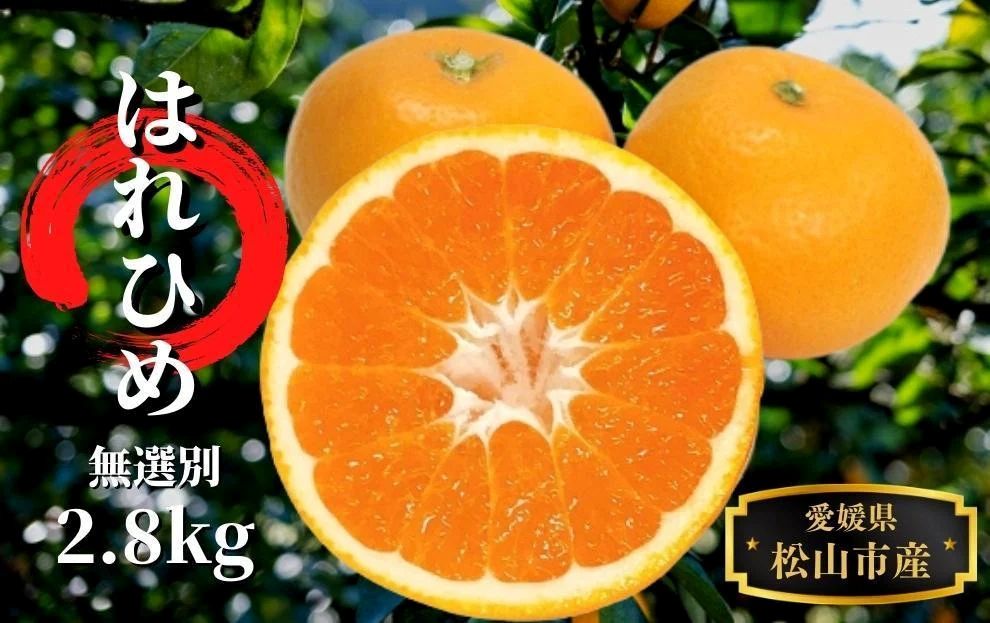 【先行予約】 みかん はれひめ 無選別 約2.8kg 12月～1月頭頃発送 | 愛媛 みかん 先行予約 蜜柑 柑橘 果物 くだもの フルーツ お取り寄せ グルメ 期間限定 数量限定 人気 おすすめ 愛媛県 松山市