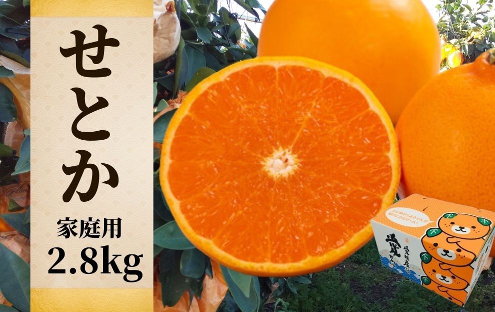 【せとか】家庭用 約2.8kg ＜2026年2月～3月頃発送＞