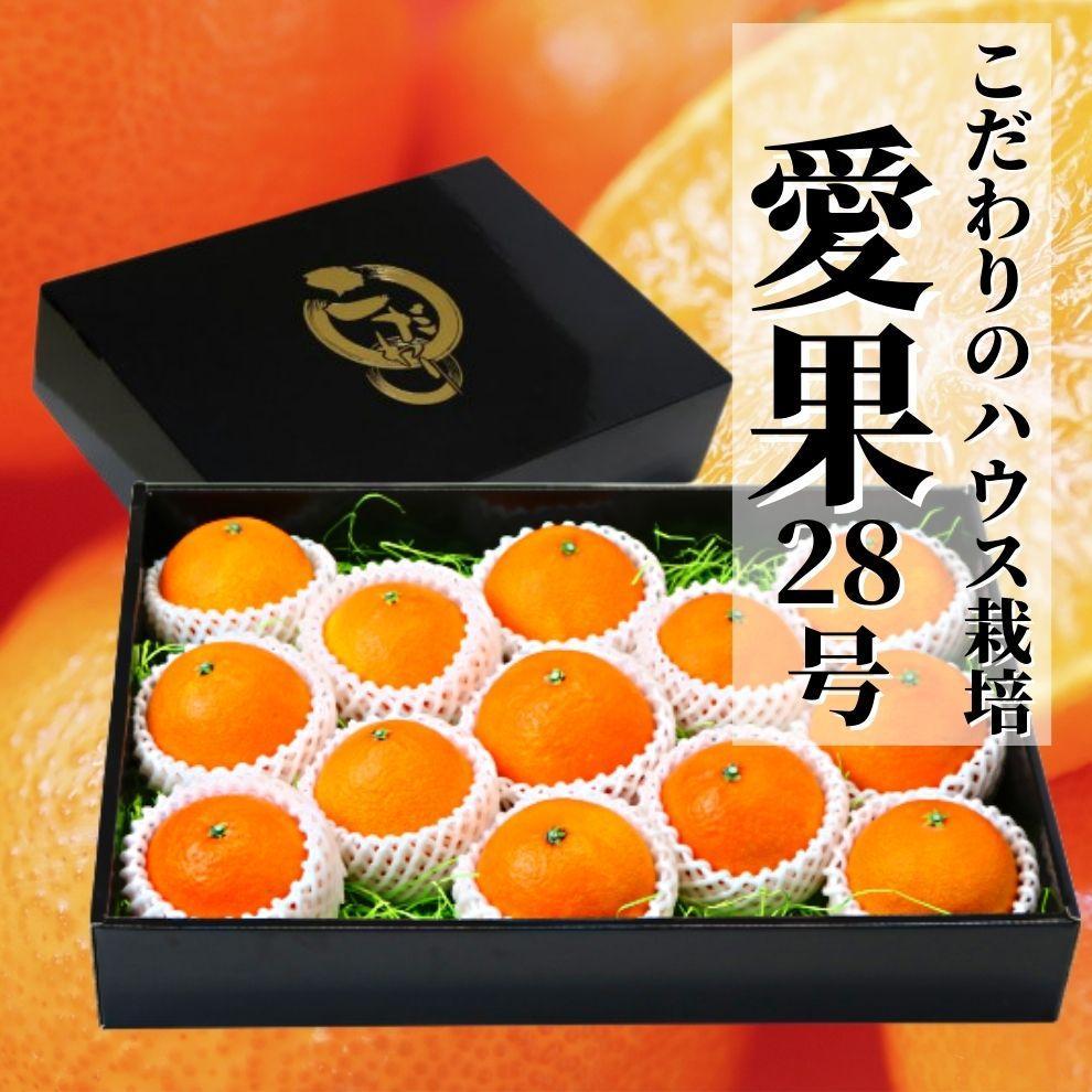  愛果28号 (紅まどんな と同品種) こだわりのハウス栽培 化粧箱入 【2025年12月頃から順次発送】