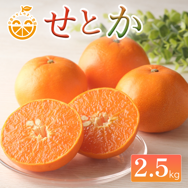 【先行予約】中島産 せとか 2.5kg 家庭用 中島みかんのまこ農園 | みかん ミカン オレンジ おれんじ せとか フルーツ 果物 くだもの 高級柑橘 愛媛県松山市 中島産 柑橘王様