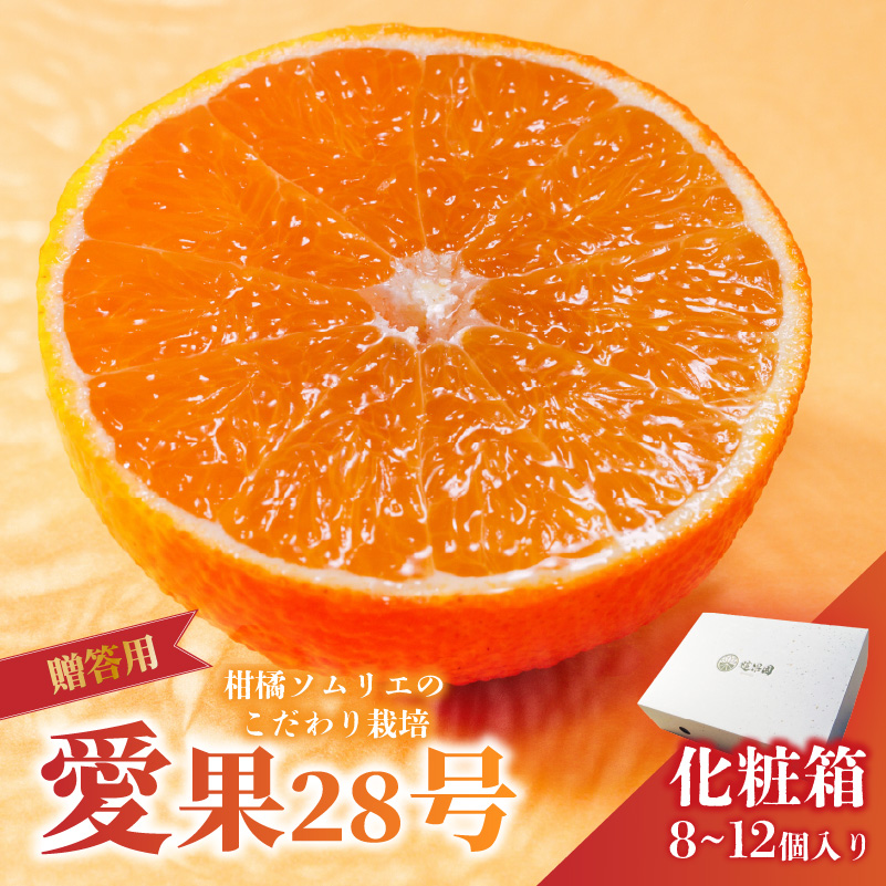 愛果28号 (紅まどんな と同品種) 化粧箱 8玉から12玉 【2025年11月中旬から順次発送】 あいか 紅まどんな 紅マドンナ と 同品種 高級 みかん 愛媛 まどんな 柑橘 果物 くだもの フルーツ おすすめ 人気 お取り寄せ グルメ ギフト 期間 数量 限定 愛媛県 松山市 蓮果園