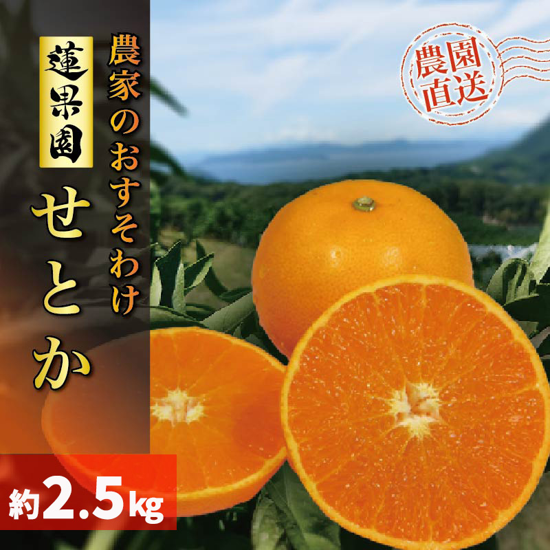 【2026年2月下旬から発送】  せとか 家庭用 2.5kg みかん