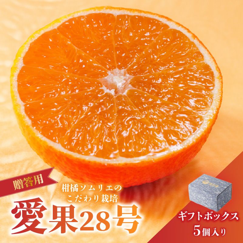 愛果28号 (紅まどんな と同品種) ギフトボックス Lから2Lサイズ 5玉 贈答用 A品 秀品【2025年11月中旬から発送】 | あいか 紅まどんな 紅マドンナ と 同品種 愛媛みかん みかん ミカン mikan お取り寄せ 産地直送 数量限定 人気 おすすめ 愛媛県 松山市 蓮果園