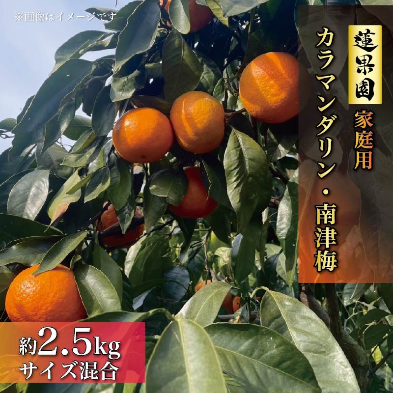 【2026年4月中旬から発送】南津海・カラマンダリン約2.5kg 大中小サイズ混合 家庭用B品合 | 柑橘 松山市産ミカン みかん 果物 くだもの ミカン 蜜柑 フルーツ おすすめ 高級 人気 小玉みかん お取り寄せみかん 期間限定 数量限定 ご当地 愛媛県 松山市