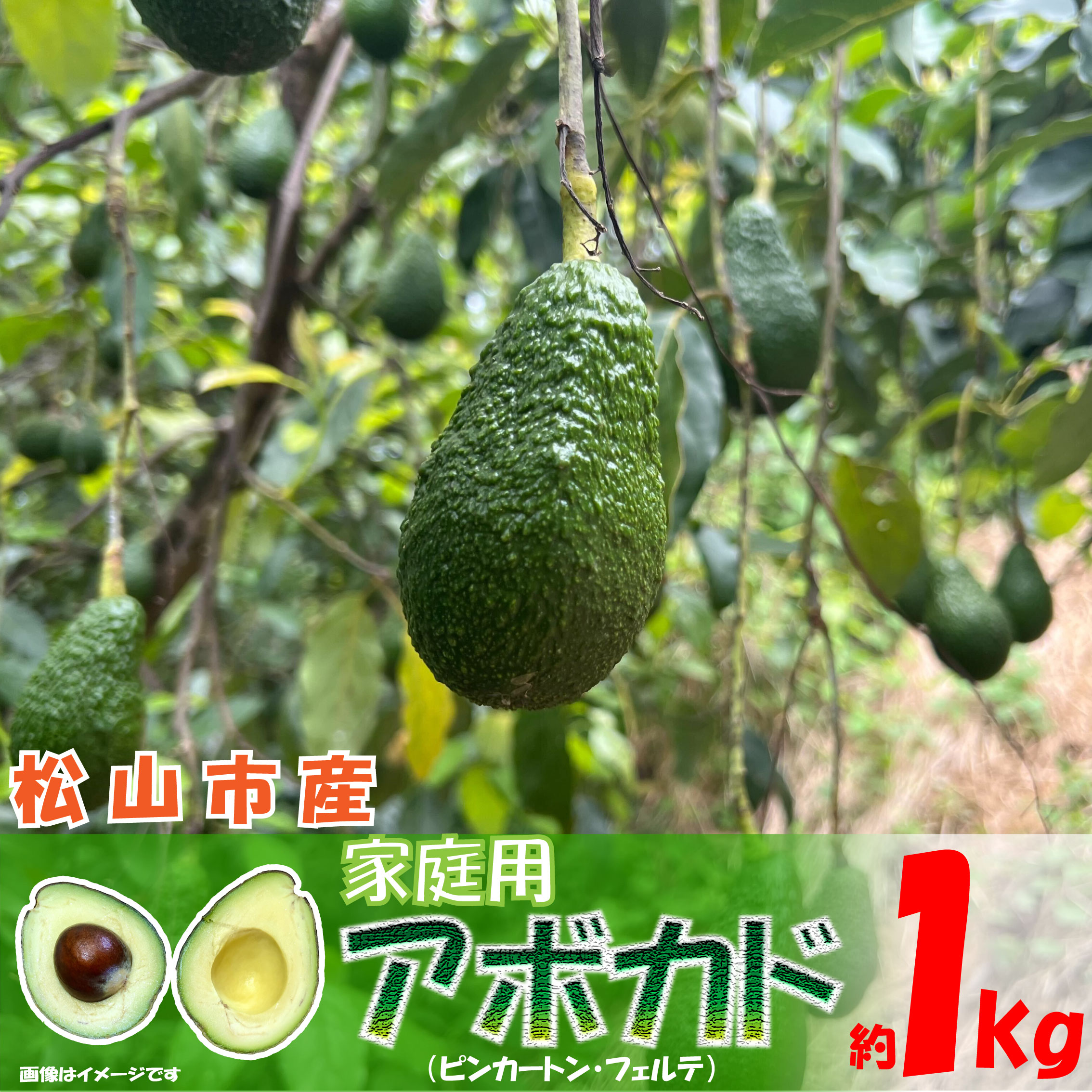 ＜期間限定！12月10日以降発送予定＞松山市産 アボカド 約1kg 愛媛県 松山市 果物 野菜