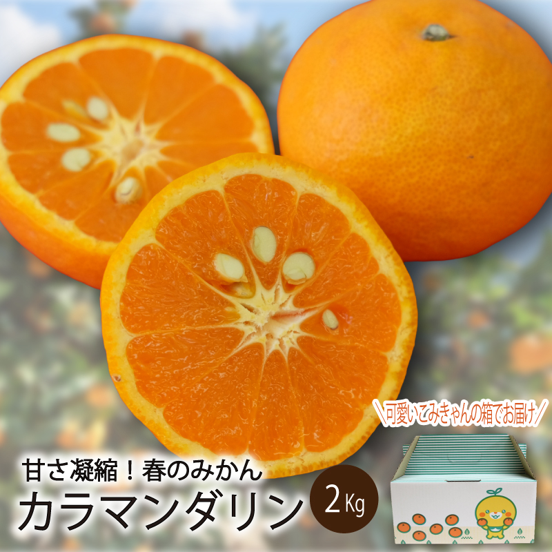 【先行予約】【2026年4月上旬～5月下旬頃順次発送】   カラマンダリン 2kg（2L～S）｜先行予約 カラマンダリン 柑橘 カラマンダリン 取り寄せ カラマンダリン 甘いみかん 春のみかん カラマンダリン ギフト カラマンダリン 愛媛県産 カラマンダリン ミカン みかん ミカン mikan 蜜柑 柑橘 フルーツ 果物 くだもの お取り寄せ 産地直送 数量限定 人気 おすすめ 送料無料 贈答 愛媛県 松山市