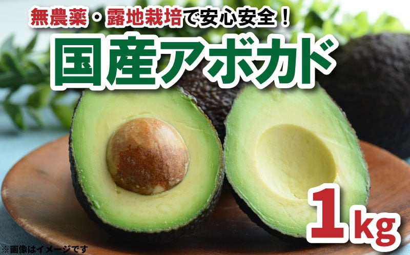 【先行受付】油分たっぷり！！露地栽培の国産アボカド 1kg | アボカド 国産 ベーコン フェルテ ピンカートン ヘルシー ダイエット 美容 愛媛県 松山市