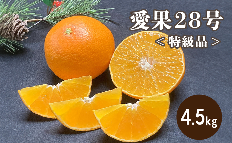 特級品 愛果28号 (紅まどんな と同品種) 4.5kg 【2025年12月上旬から発送】 | 紅まどんな と同様 みかん 柑橘 愛果28号 あいか 果物 フルーツ 松山市 愛媛県 田村農園 柑橘 くだもの フルーツ おすすめ 高級 人気 お取り寄せ グルメ ギフト 期間限定 数量限定 愛媛県 松山市