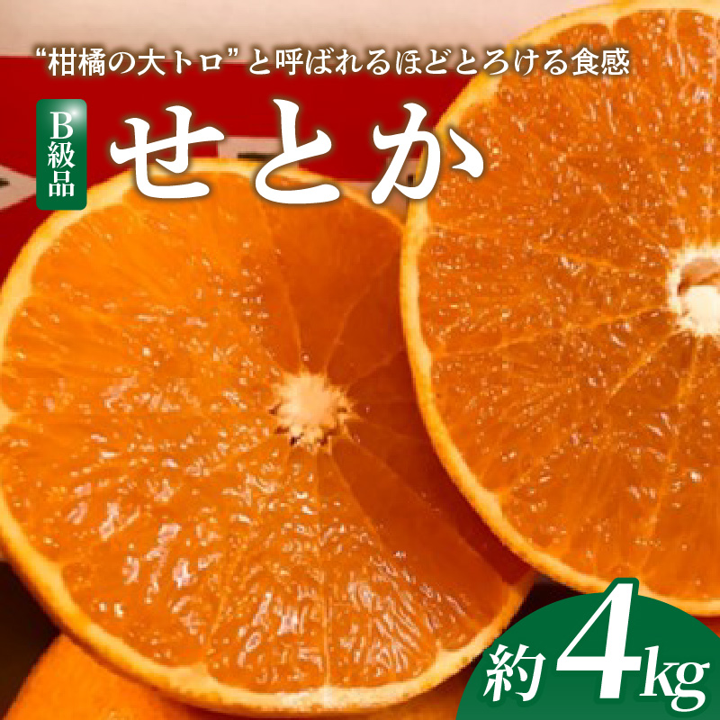 【2026年2月下旬より発送】 せとか 4kg 【B級品】| 柑橘 みかん せとか 果物 愛媛県 松山市 田村農園